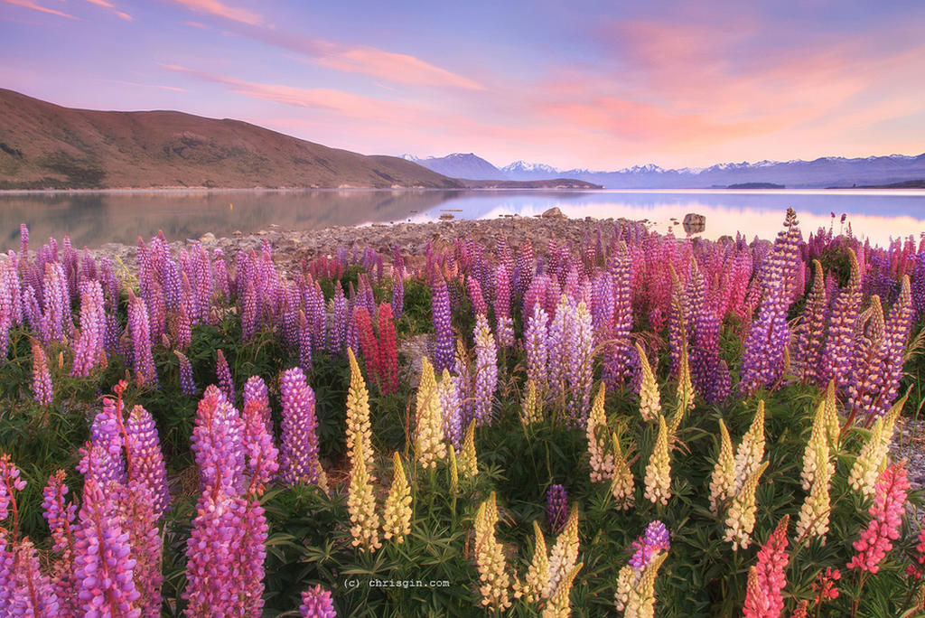 Lupin Morning by chrisgin Lupin Morning by chrisgin