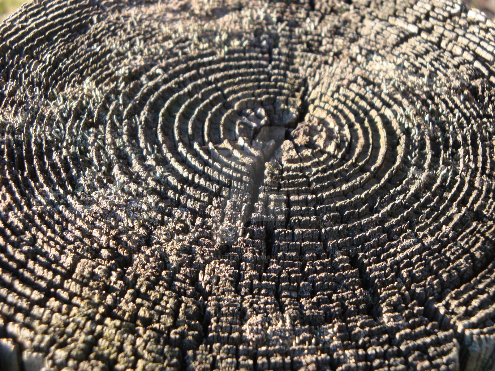 Ridged Ringed Tree Stump 1