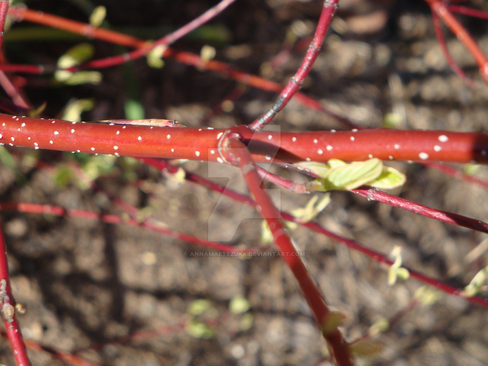 White Spotted Branch A