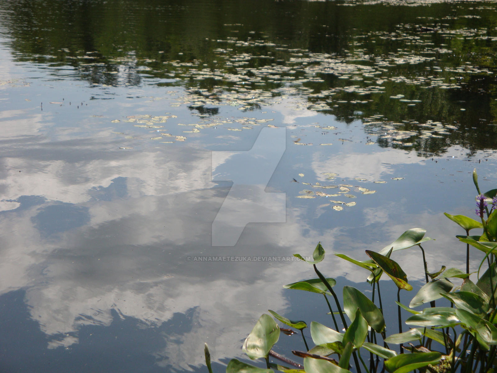 Reed-Rimmed Reflection