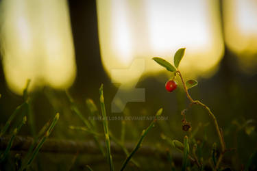 Vaccinium vitis-idaea L.