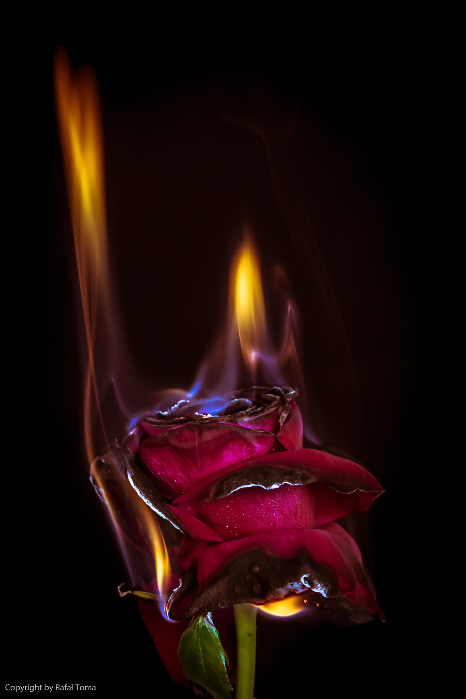 Burning rose 2 by rafael0908 on DeviantArt
