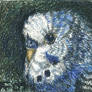 Budgie ACEO - SOLD