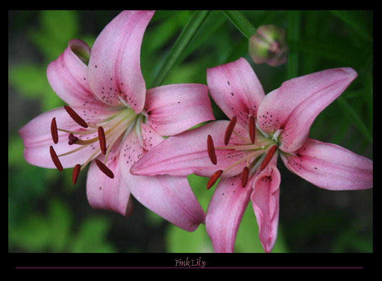 Pink Lily by SenshiAurora on DeviantArt
