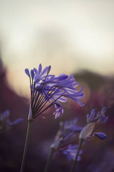 Sunset flowers