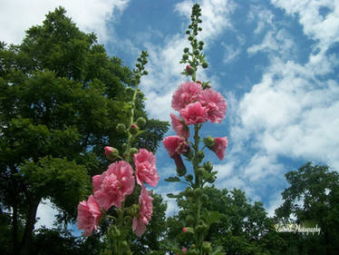 Beautiful Flowers and Sky