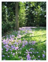 Efteling flowers