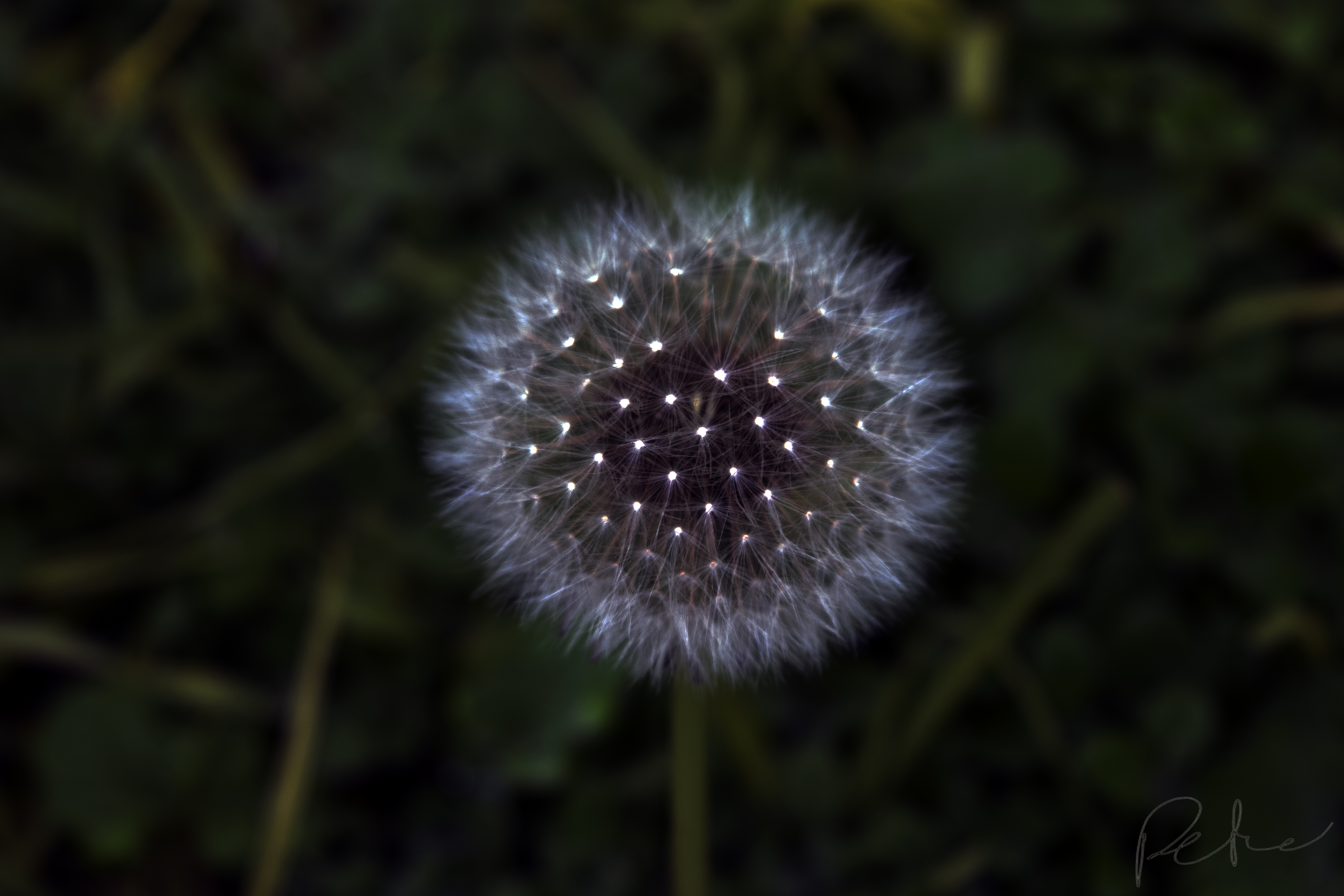 Dark Dandelion Watermarked