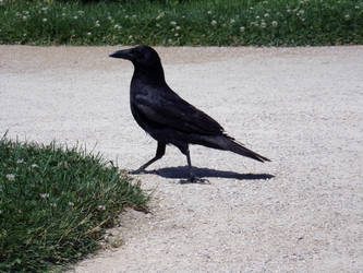 A crow posing