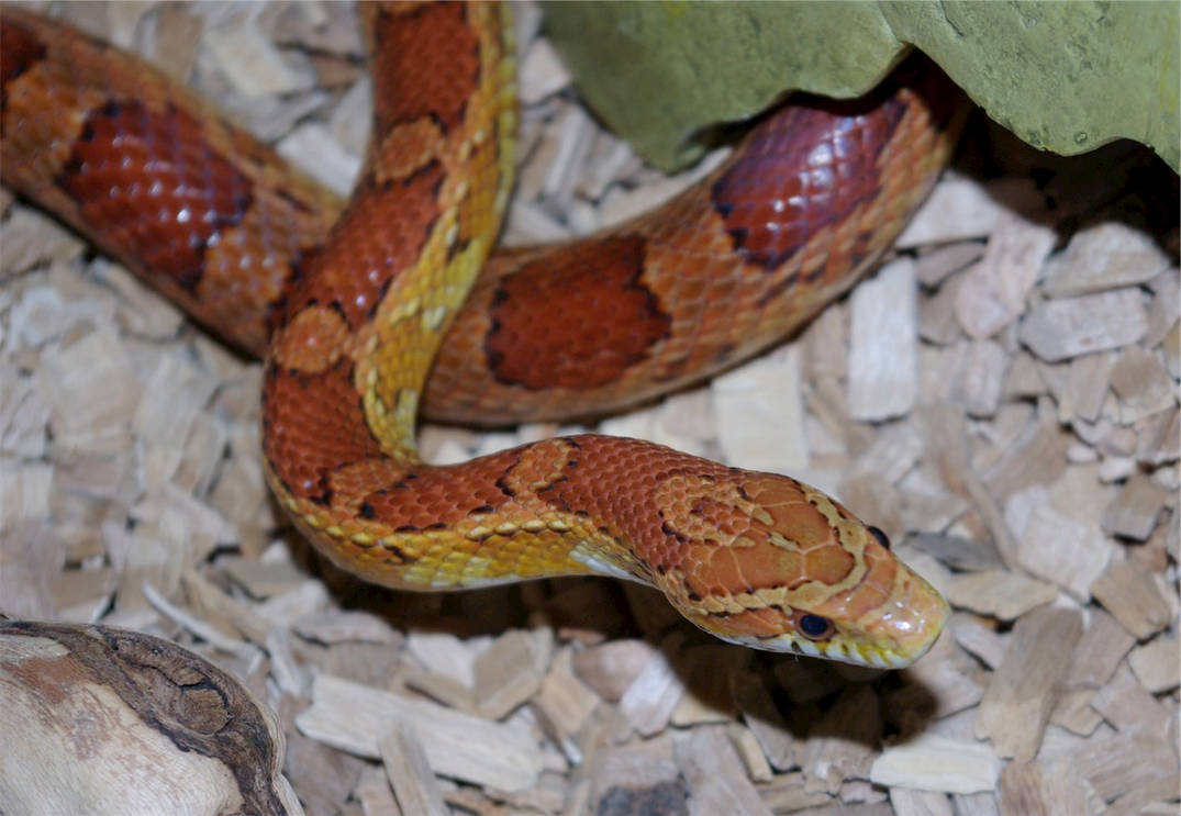 Corn Snake 16 by Le-radis-volant on DeviantArt