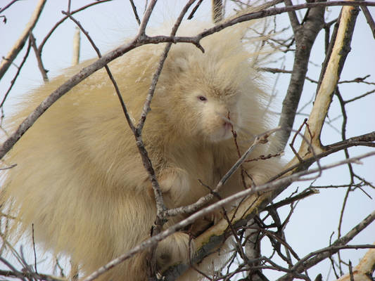 Porcupine Pete