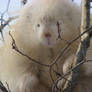 Albino Porcupine