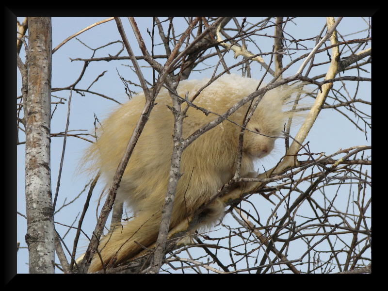 Sleeping Porcupine