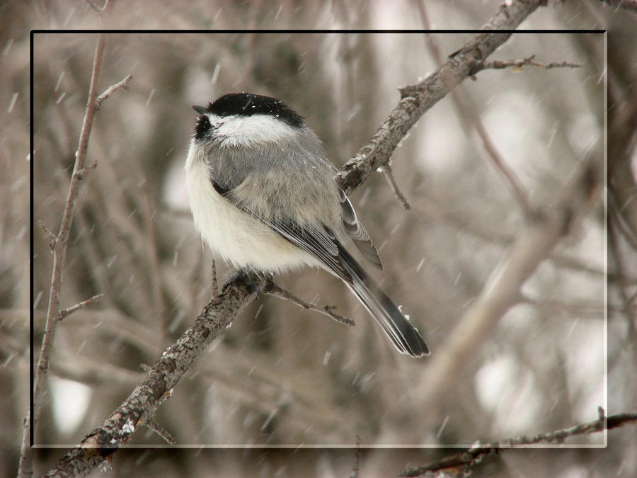 Chickadee 3