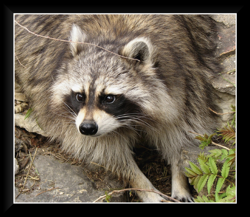 Rocky Racoon by dove-51 on DeviantArt