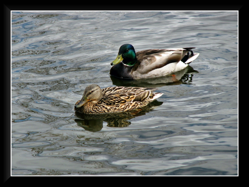 Mallard Pair