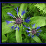 Cornflower Blue