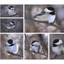 The Chickadee Collection