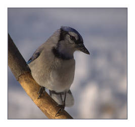 Blue Jay