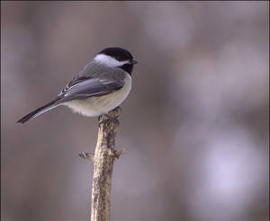 Winter Chickadee