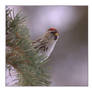 Peek-a-boo Redpoll