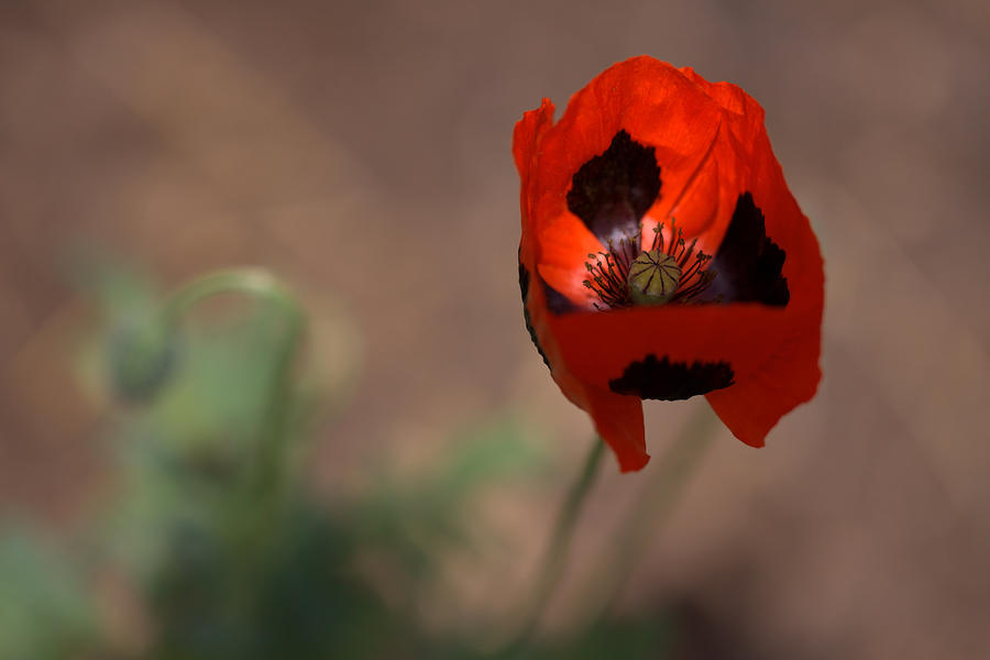 Poppy Passion