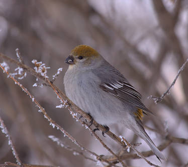 Pine Grosbeak