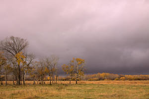 Golden Prairie