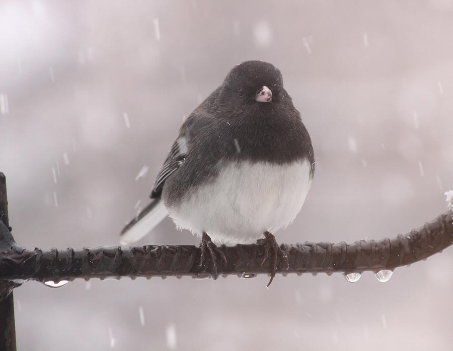 Spring Junco