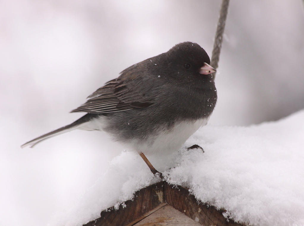 Dark-Eyed Junco