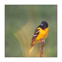 Oriole in the Rain