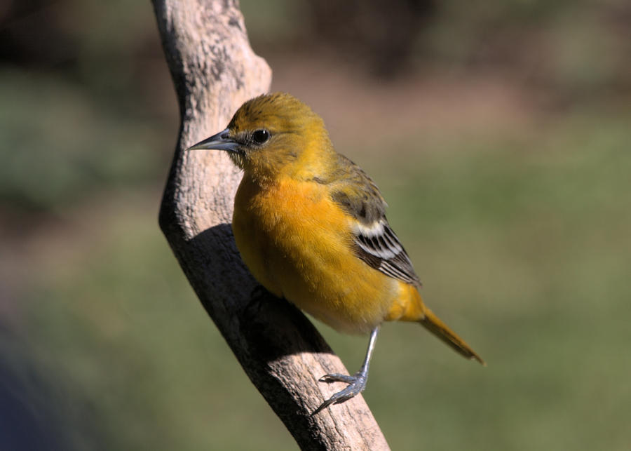 Mrs. Oriole