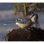 Hungry Blue Jay