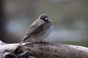 Puffer Junco