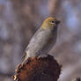 Pine Grosbeak (F)