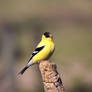 Goldfinch Glory