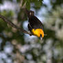 Yellow-headed Blackbird