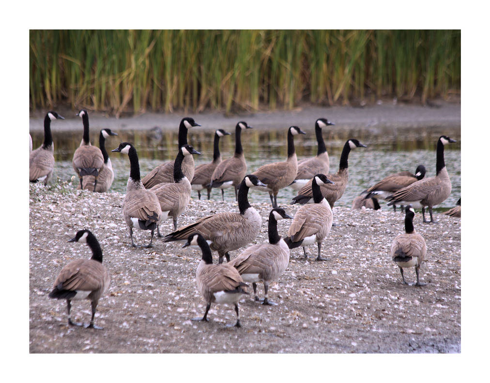 A Gaggle of Geese by dove 51 on DeviantArt A Gaggle of Geese by dove 51 on DeviantArt
