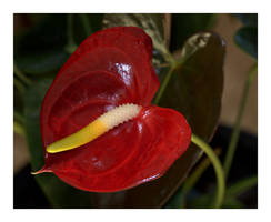 Anthurium Plant