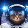 Beautiful cat in outer space