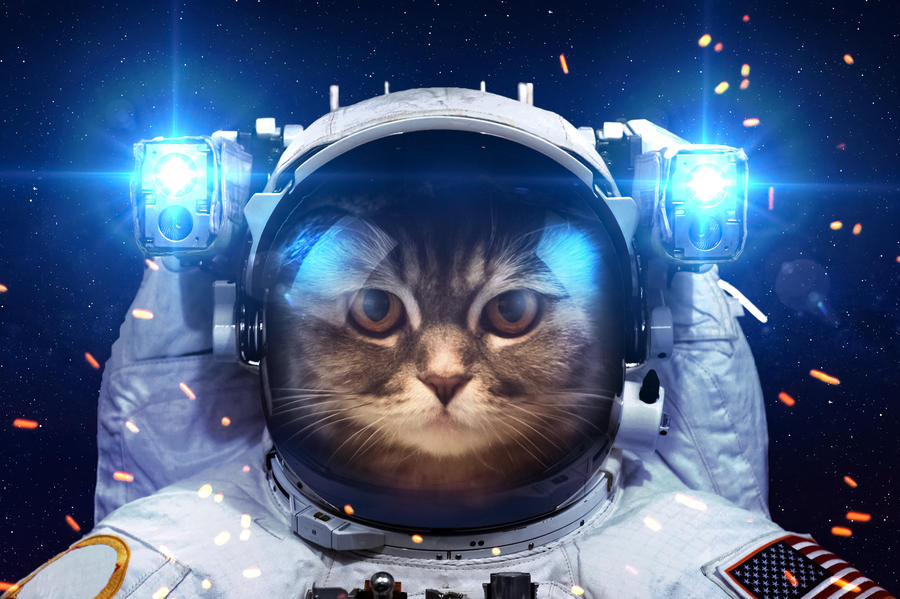 Beautiful cat in outer space by VadimSadovski