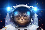 Beautiful cat in outer space