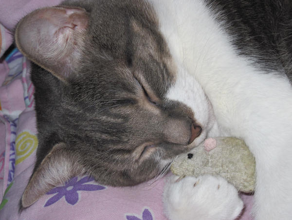 Sleeping with Mouse Toy