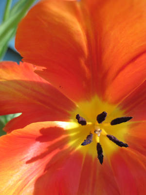 Orange Parrot Tulip by Geak-of-Nature