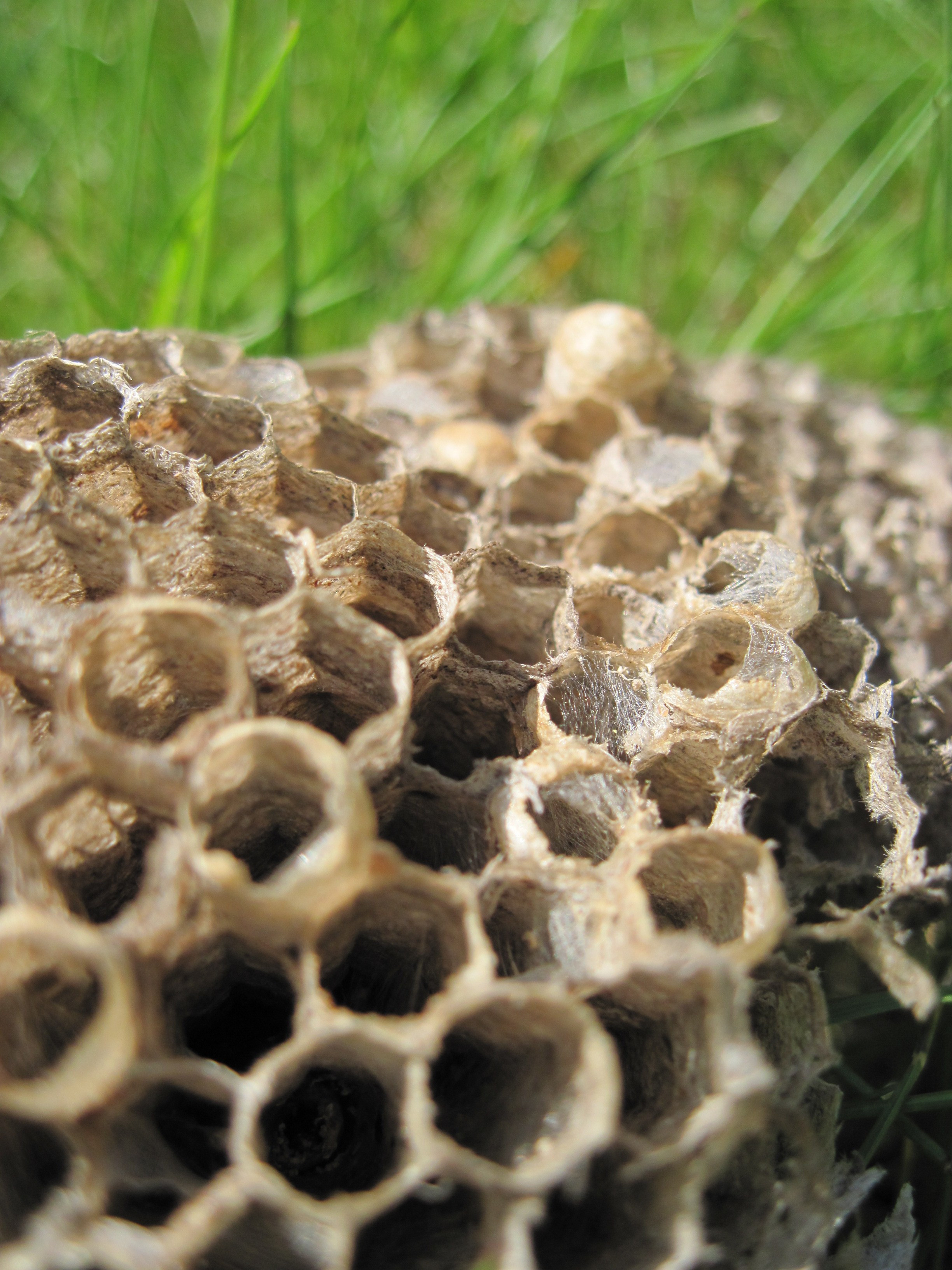 Wasp Nest on the Grass