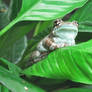 Rainforest Frog