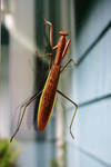 Praying Mantis -- Full by Geak-of-Nature