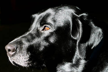 Black Lab by Geak-of-Nature