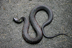 Northern Water Snake on the Trail