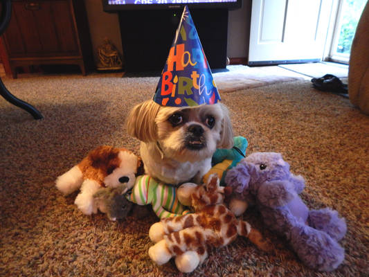 Gizmo's 7th Birthday